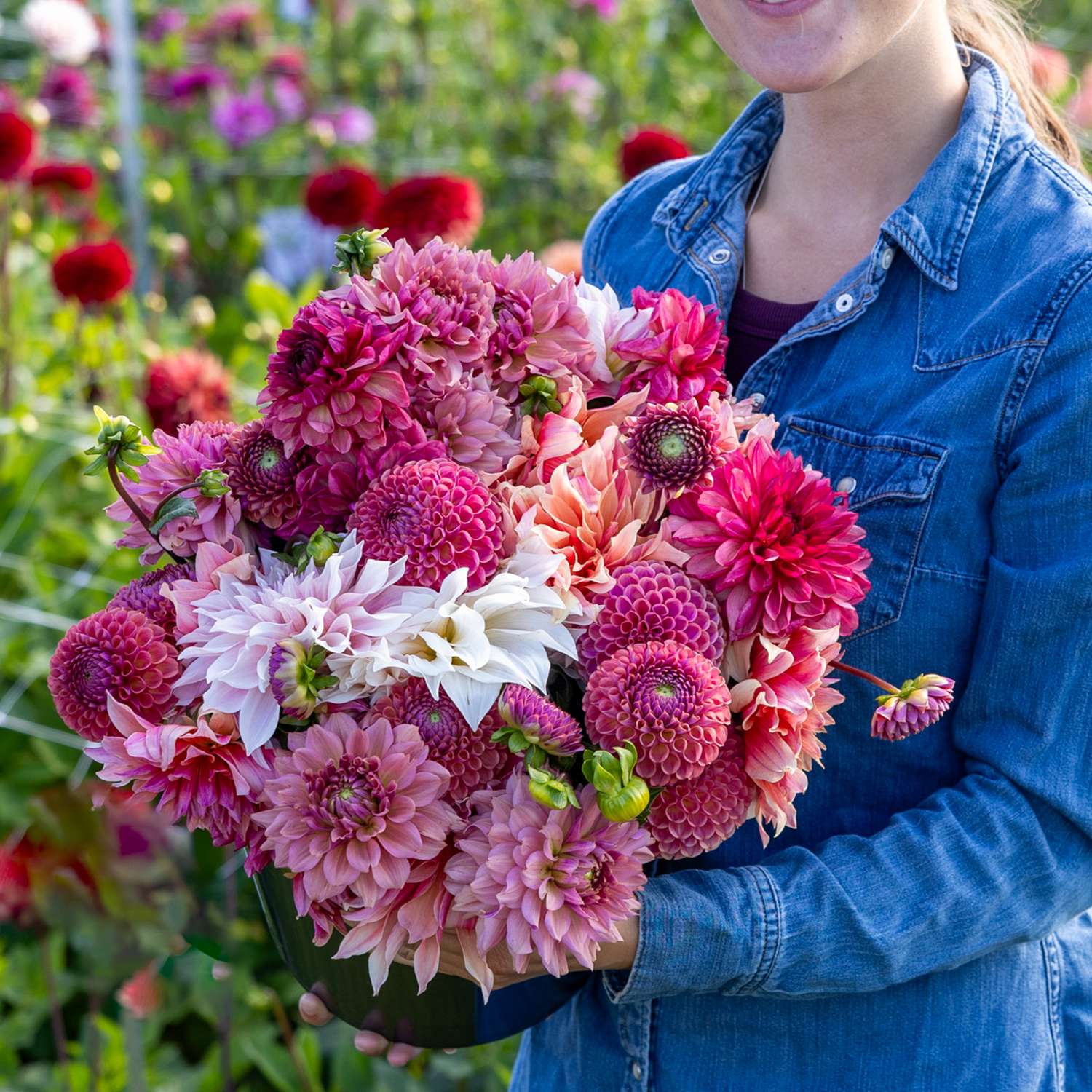 Dahlienkollektion 'Dusty Rose'